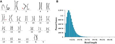 Detection of a Cryptic 25 bp Deletion and a 269 Kb Microduplication by Nanopore Sequencing in a Seemingly Balanced Translocation Involving the LMLN and LOC105378102 Genes